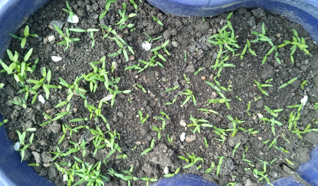 Kırklareli’nde Domates Fideleri Toprakla Buluştu