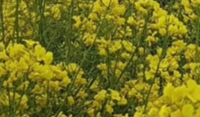 Kırklareli’nde Sarı Tarlalar Göz Kamaştırıyor