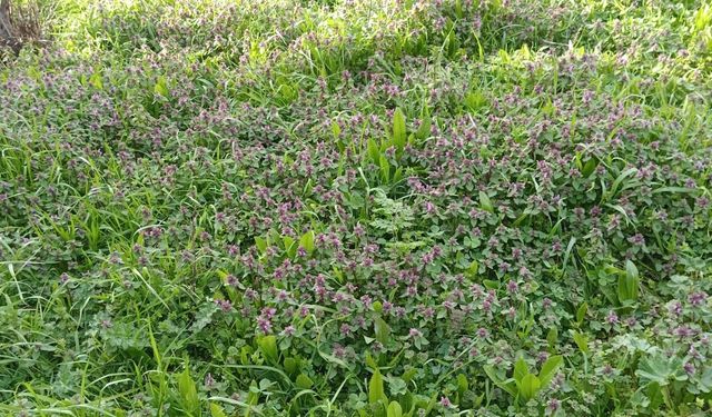 Mor Ballıbaba Bitkisi Doğayı Renklendirdi