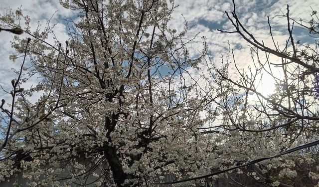 Kırklareli’nde Bahar Güzelliği Göz Kamaştırıyor
