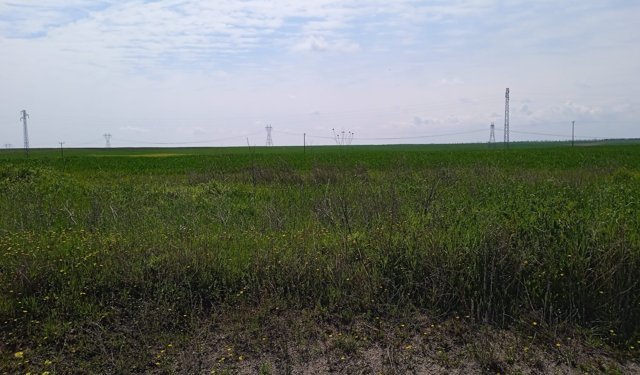 Baharın Bereketi Ovada Görsel Şölen Oluşturdu