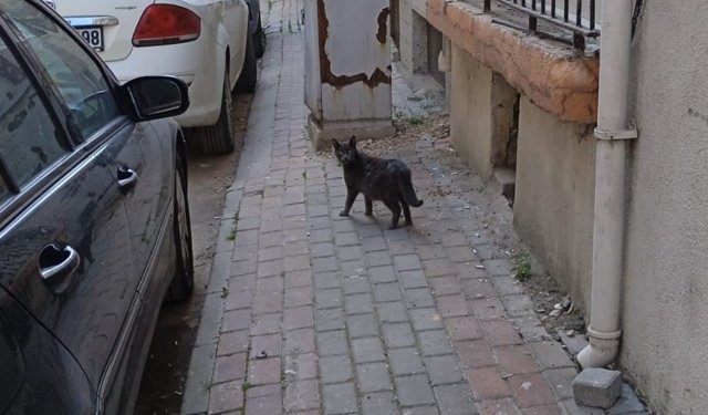 Kırklareli’nde Sokak Kedisi Objektife Yansıdı