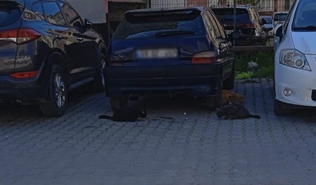 Kırklareli’nde Sokak Kedilerine Vatandaş Desteği