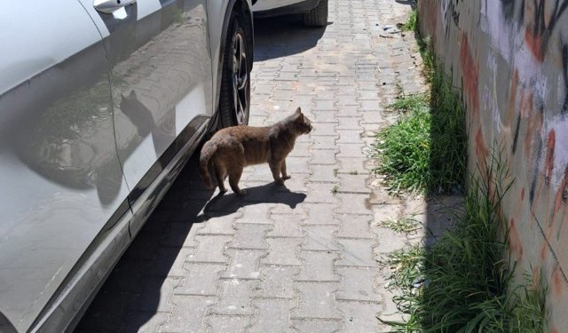 Kırklareli’nde Sokak Kedisi Güneşin Tadını Çıkardı