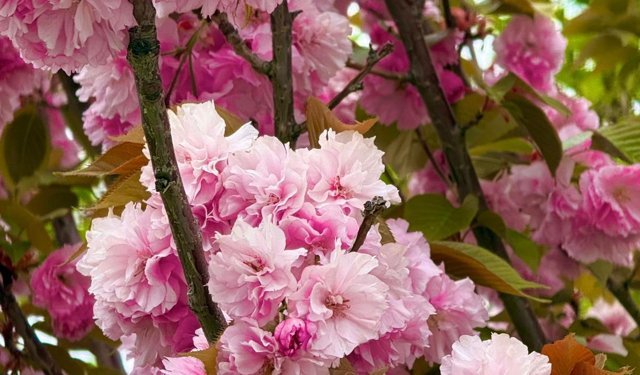 Kırklareli’nde Bahçeler Sakura ile Renklendi