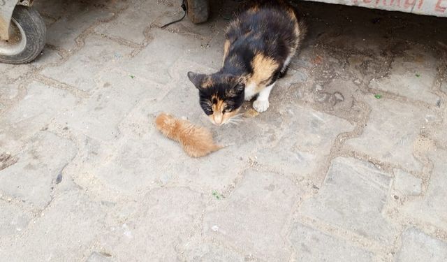 Çöp Konteynerinin Yanında Yavrusuyla Bekleyen Kedi Yürek Burktu