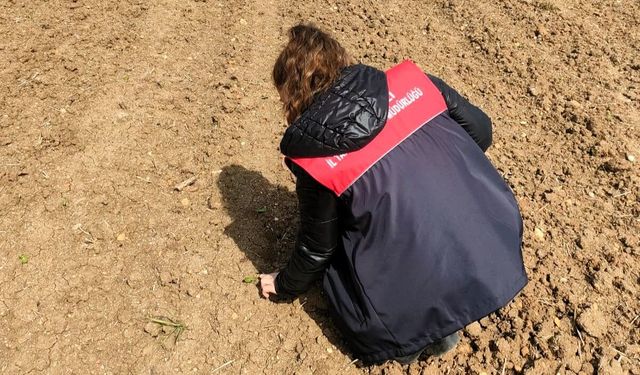 Pehlivanköy’de Ayçiçeği Tarlalarında Kontroller Sürüyor