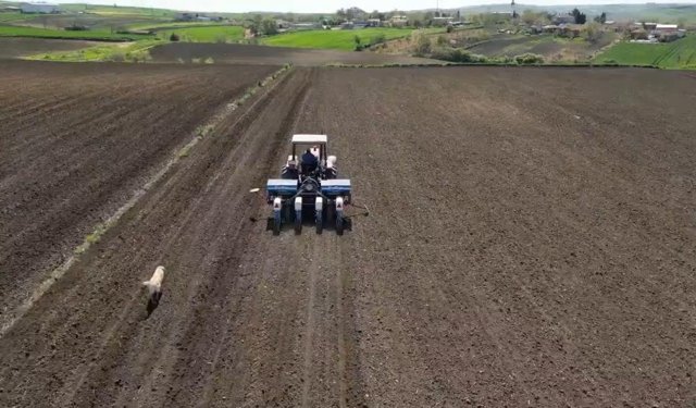 Tekirdağ’da ayçiçeği ekimi