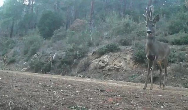 Ganos Dağları'nda karacalar fotokapana yakalandı