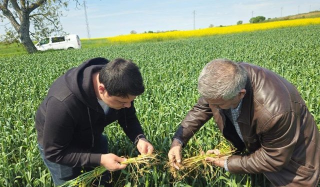 Edirne'de buğday ekili alanlarda hastalık uyarısı