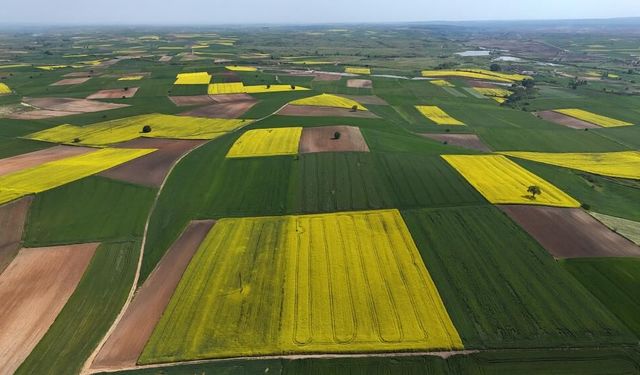 Edirne'de kanola tarlaları sarıya büründü