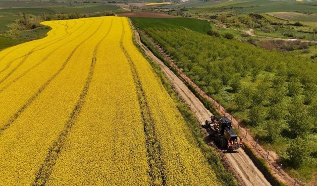 Tarla yolları hasada hazırlanıyor