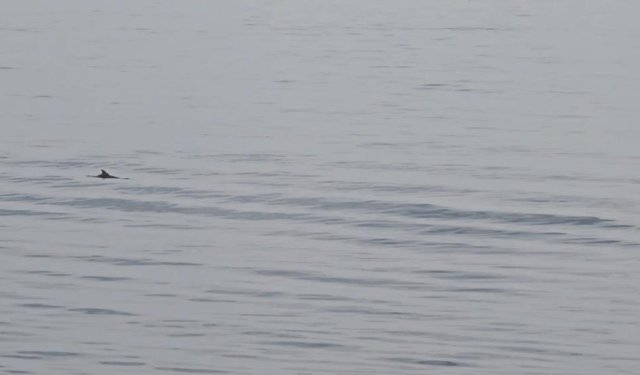 Tekirdağ açıklarında yunuslardan görsel şölen