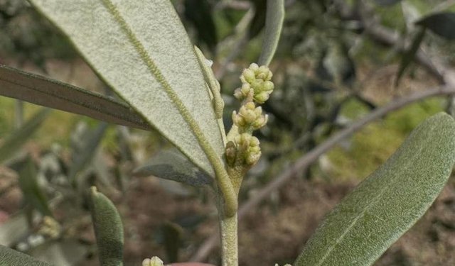 Şarköy'de zeytin üreticilerine kritik uyarı