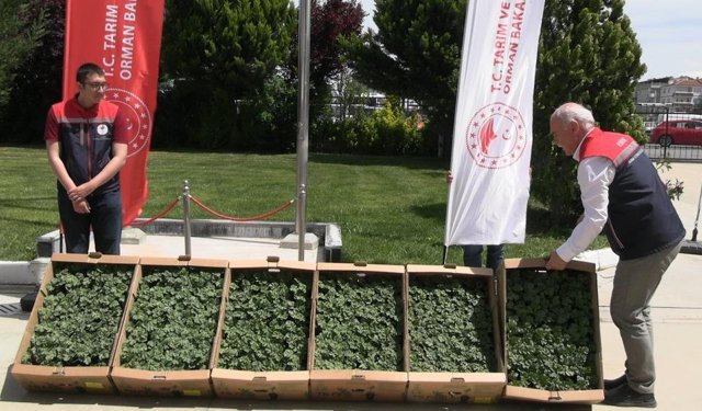 Edirne'de karpuz fideleri üreticiyle buluştu: 63 çiftçiye 60 bin fide dağıtıldı