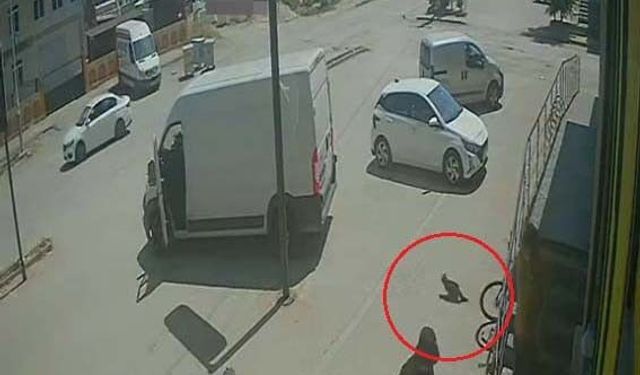 Antalya'da yabancı uyruklu şahıs kedinin üzerine bastı, köpeği tekmeledi