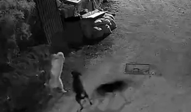 Kurtlar, indikleri köyde köpeği boğdu