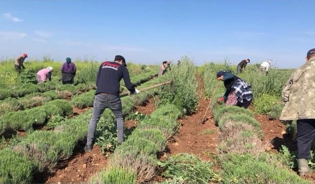 Edirne'de verimsiz araziler lavanta tarlasına dönüştü