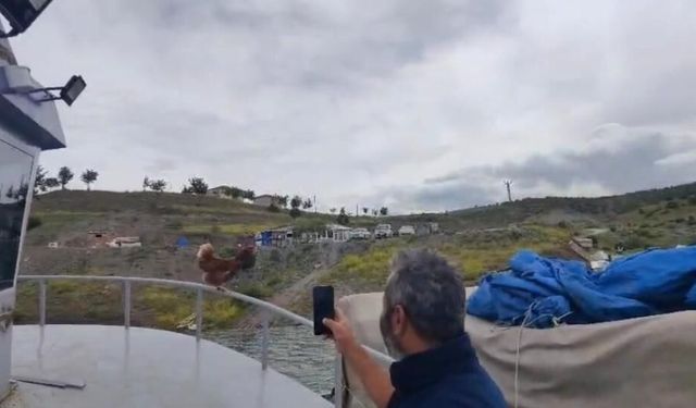 Yozgat’ta ‘Kaptan Tavuk’ görenleri gülümsetti