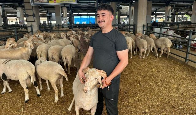 Bursa'daki sıra dışı "gergedan boynuz"lu koç görenleri şaşırtıyor
