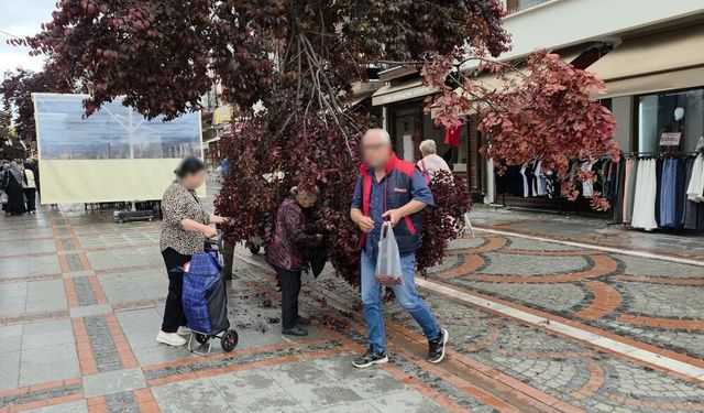 Şiddetli rüzgarda yağmur yağdı, ağaç kırıldı: Vatandaşlar erik peşine düştü