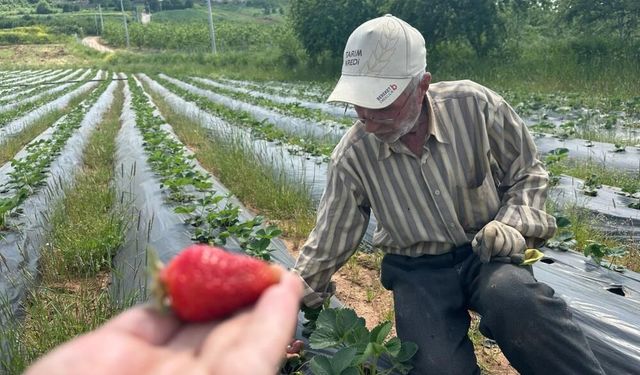 Bursa'da çilek hasadı başlıyor; üretici 100 lira fiyat bekliyor