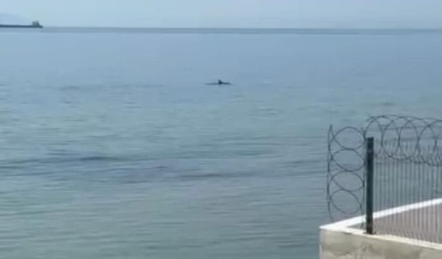 Tekirdağ'da yunuslar kıyıya yakın görüntülendi