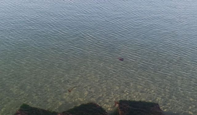 Zehirli pusula deniz anaları Tekirdağ sahilinde görüldü
