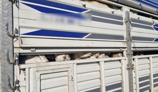 İstanbul'da kaçak kurbanlık operasyonu: Kaçak 126 kurbanlık yakalandı, sürücülere ceza yağdı
