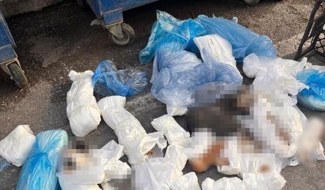 Başsavcılık itiraz etmişti, 33 kediyi öldüren veteriner tutuklandı