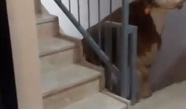 Kesmek için büyükbaş hayvanı 6'ıncı kata çıkardı