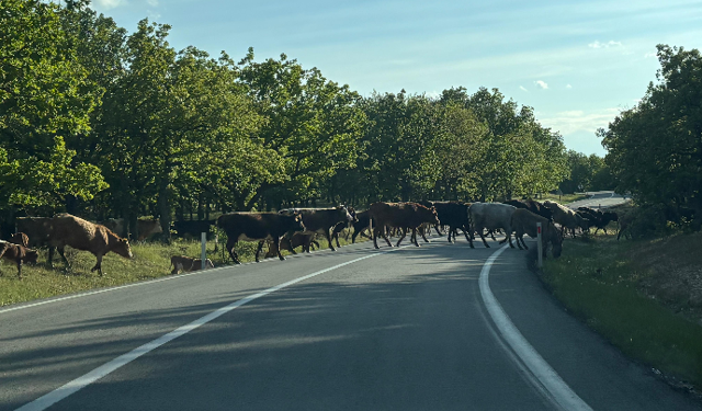 Kırklareli’nde Sığır Sürüsü Yolu Kapattı