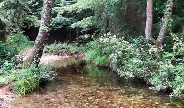 Piknik Alanları Canlanıyor