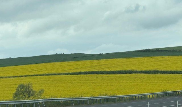 Kırklareli’nde Kanola Tarlaları Sarıya Büründü