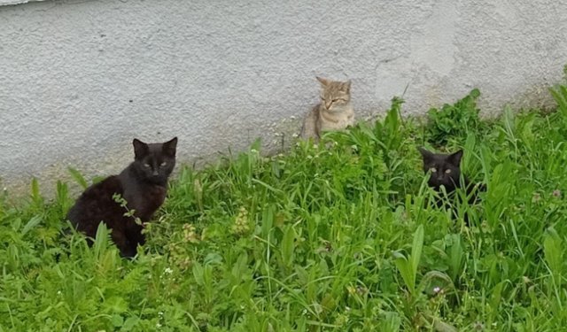 Sokak Kedileri Doğal Alanlarda Görüntülendi