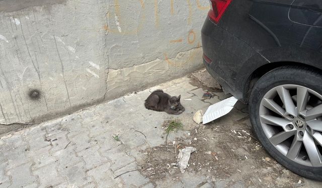 Sokak Hayvanlarının Zorlu Yaşamı Kamerada