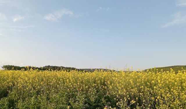 Kanola Tarlaları Sarıya Büründü