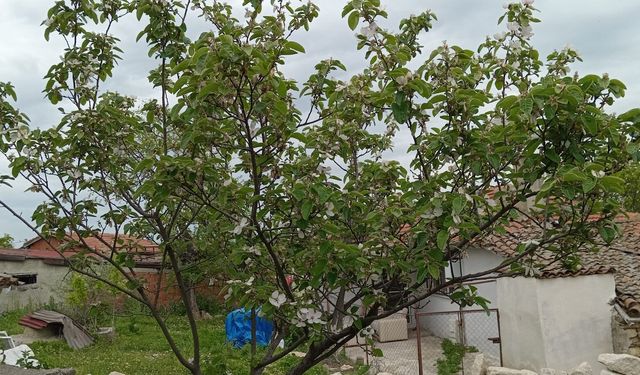 Kırklareli’nde Elma Ağaçları Çiçeklendi