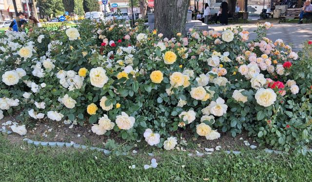 Kırklareli’nde Parklar Çiçeklerle Renklendi