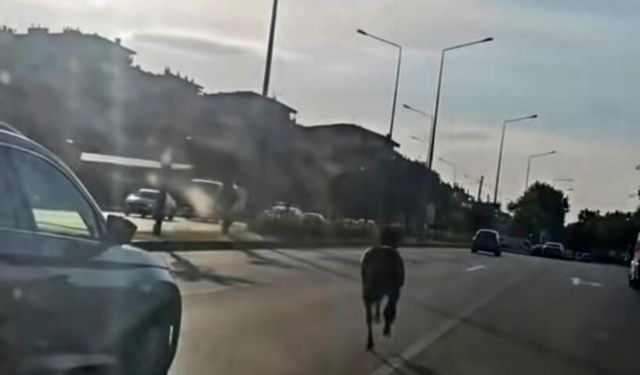 Başıboş at ana yolda trafiği tehlikeye attı