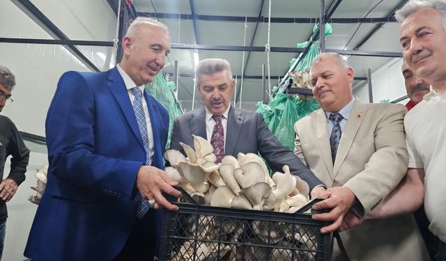 Tünelde üretilen istiridye mantarının ilk hasadı gerçekleştirildi