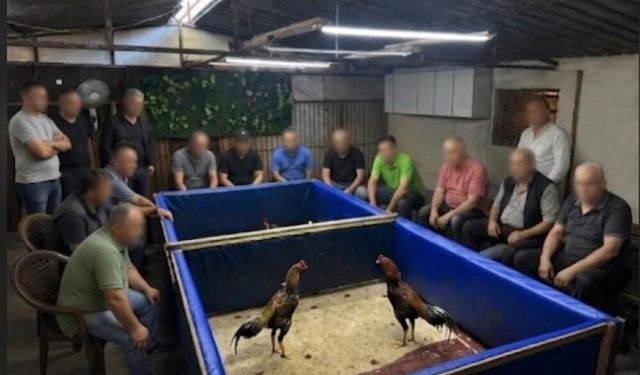 İzmir’de horoz dövüşü operasyonu: Çiftlik mühürlendi, 130 bin lira ceza kesildi