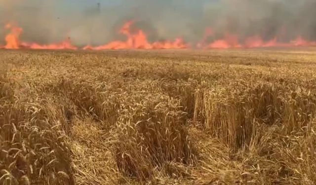 Bir sigara keyfi buğday tarlasını kül etti