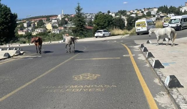 Başıboş atlar mahalle sakinlerini tedirgin ediyor