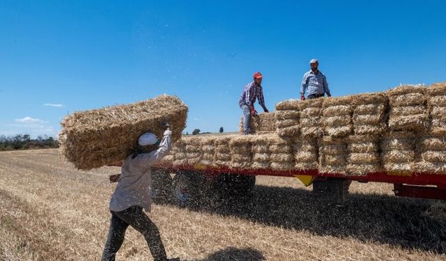Kırklareli'nde saman balyası mesaisi: Günde 500 balya taşıyorlar