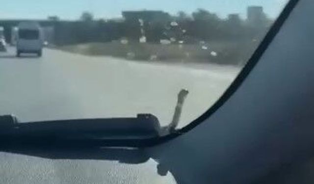 Seyir halindeki aracın kaputunda yılan paniği