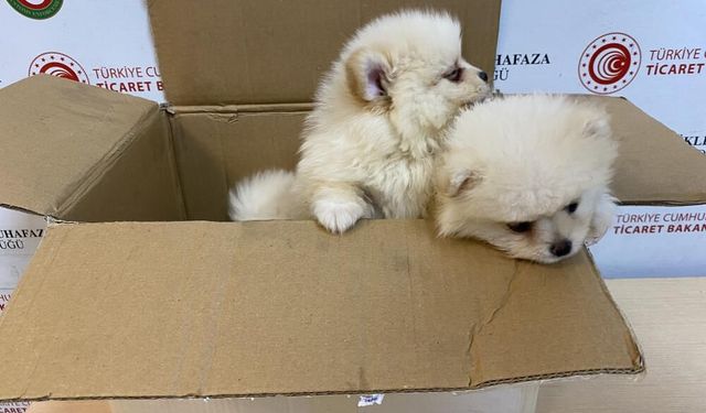 Ticaret Bakanlığı Gümrükler Muhafaza ekiplerinden yavru köpeklere yönelik kaçakçılık girişimine geçit yok