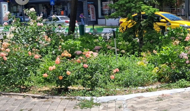 Peyzaj Çalışmaları Kent Estetiğine Katkı Sağlıyor