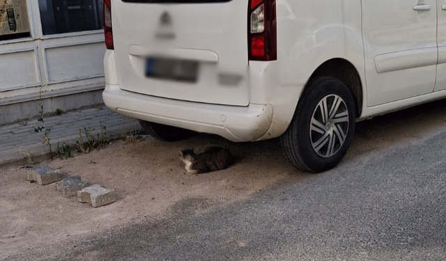 Sıcak Hava Kedileri Gölgelere Yöneltti