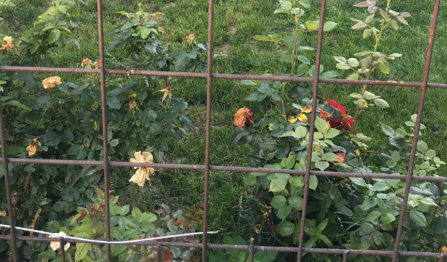 Kırklareli'nde Yazın Güller Bahçeleri Renklendiriyor